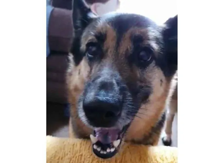 Cachorro ra a Pastora (meio vira lata) idade 6 ou mais anos nome Lola (Lolita)