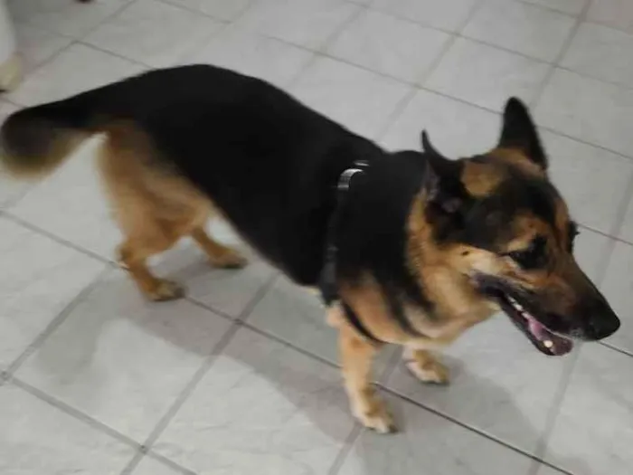 Cachorro ra a Pastora (meio vira lata) idade 6 ou mais anos nome Lola (Lolita)