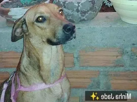 Cachorro ra a Vira lata  idade 1 ano nome Jade