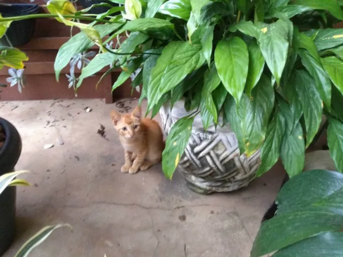 Gato ra a  idade 2 a 6 meses nome Nebrasca e filhotes