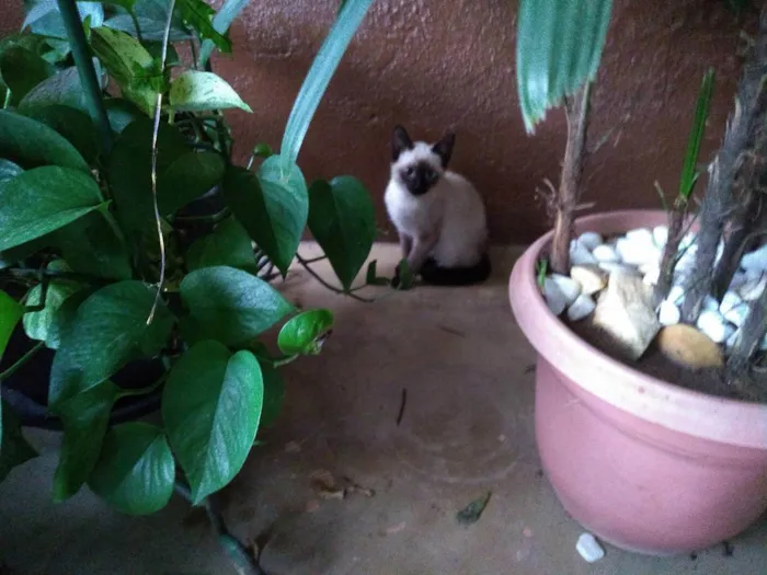 Gato ra a  idade 2 a 6 meses nome Nebrasca e filhotes