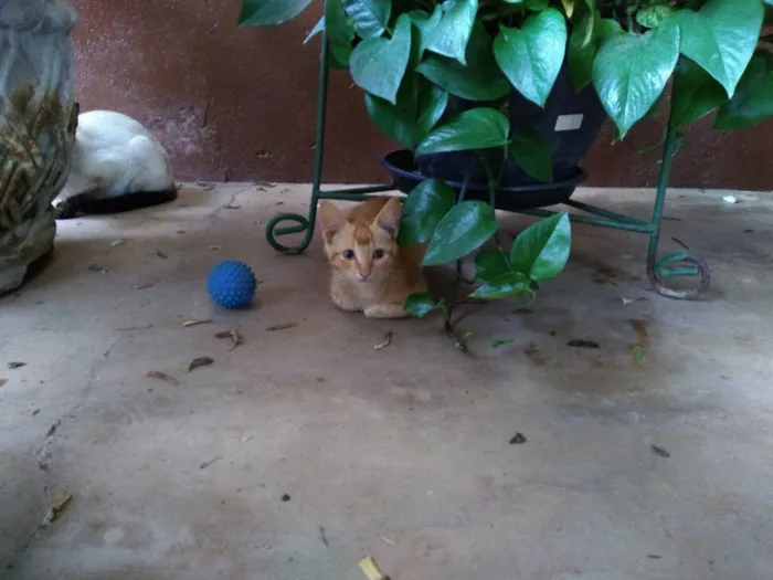 Gato ra a  idade 2 a 6 meses nome Nebrasca e filhotes