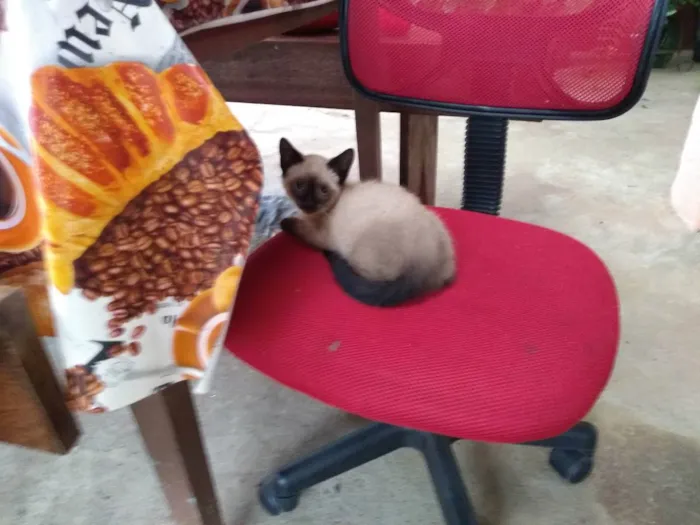 Gato ra a  idade 2 a 6 meses nome Nebrasca e filhotes