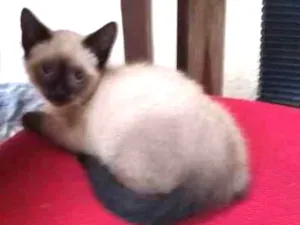 Gato raça  idade 2 a 6 meses nome Nebrasca e filhotes