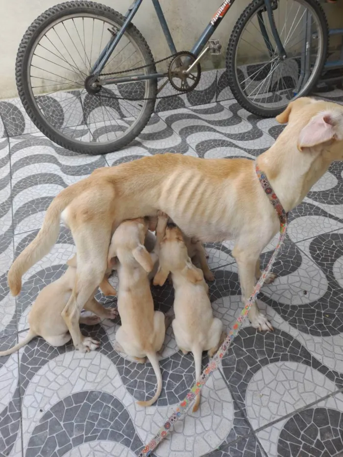 Cachorro ra a Sem raça  idade 2 a 6 meses nome Mel