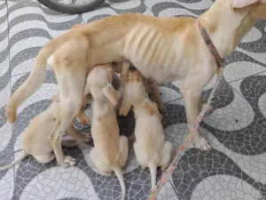 Cachorro raça Sem raça  idade 2 a 6 meses nome Mel