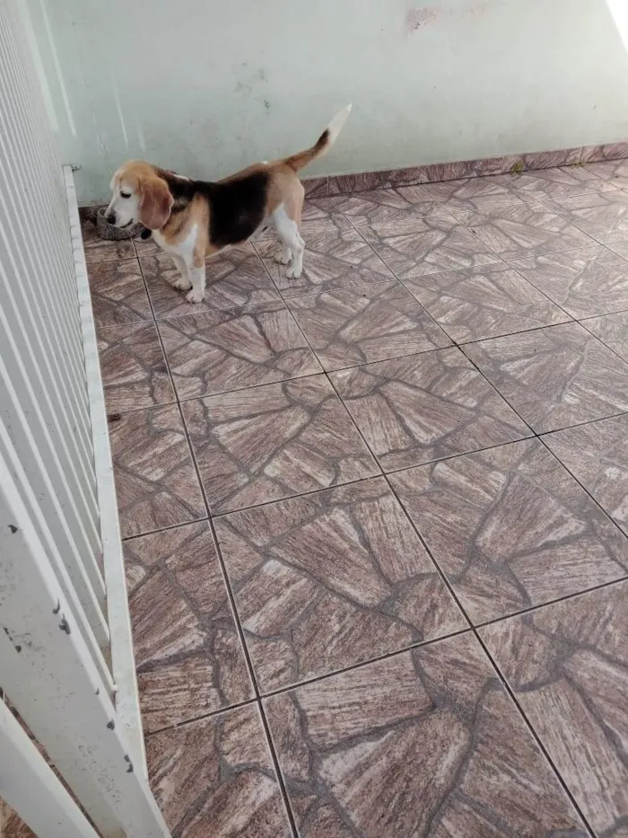 Cachorro ra a Beagle idade 6 ou mais anos nome Bilbo