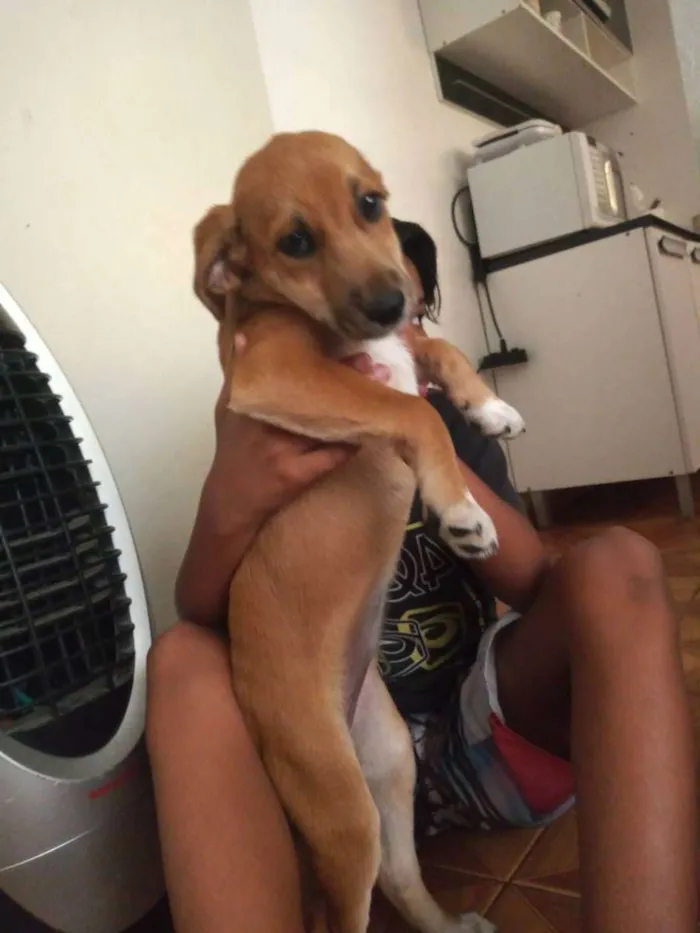 Cachorro ra a viralata idade Abaixo de 2 meses nome Amora,Maia e Max