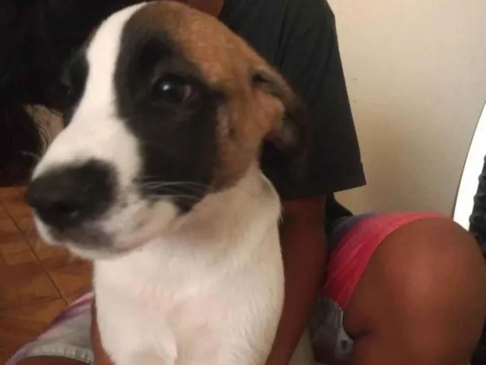 Cachorro ra a viralata idade Abaixo de 2 meses nome Amora,Maia e Max