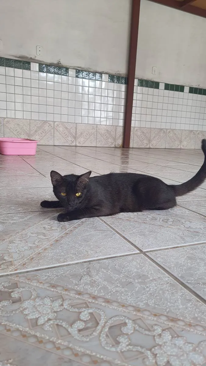 Gato ra a Sem raça  idade 1 ano nome Izumy 