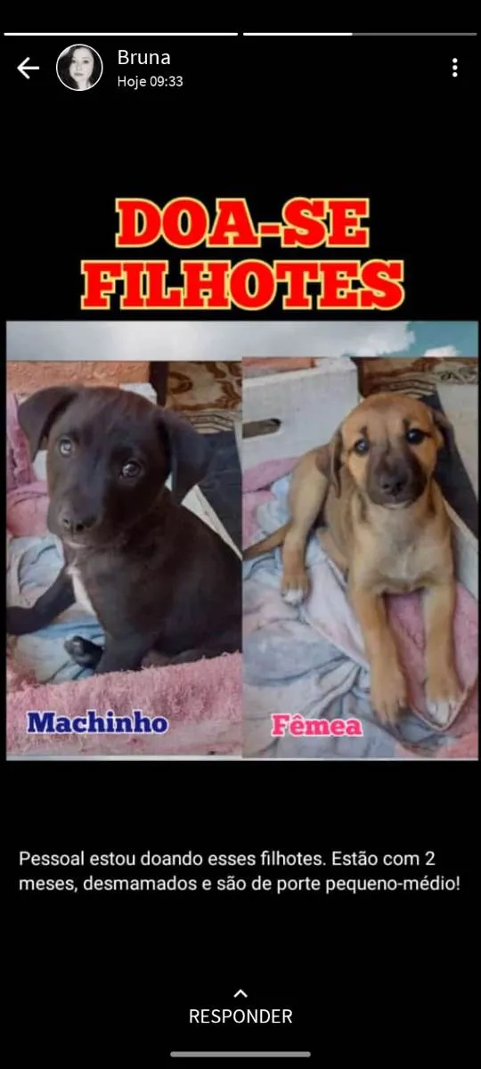 Cachorro ra a Sem raça  idade 2 a 6 meses nome Não tem 