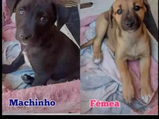 Cachorro ra a Sem raça  idade 2 a 6 meses nome Não tem 