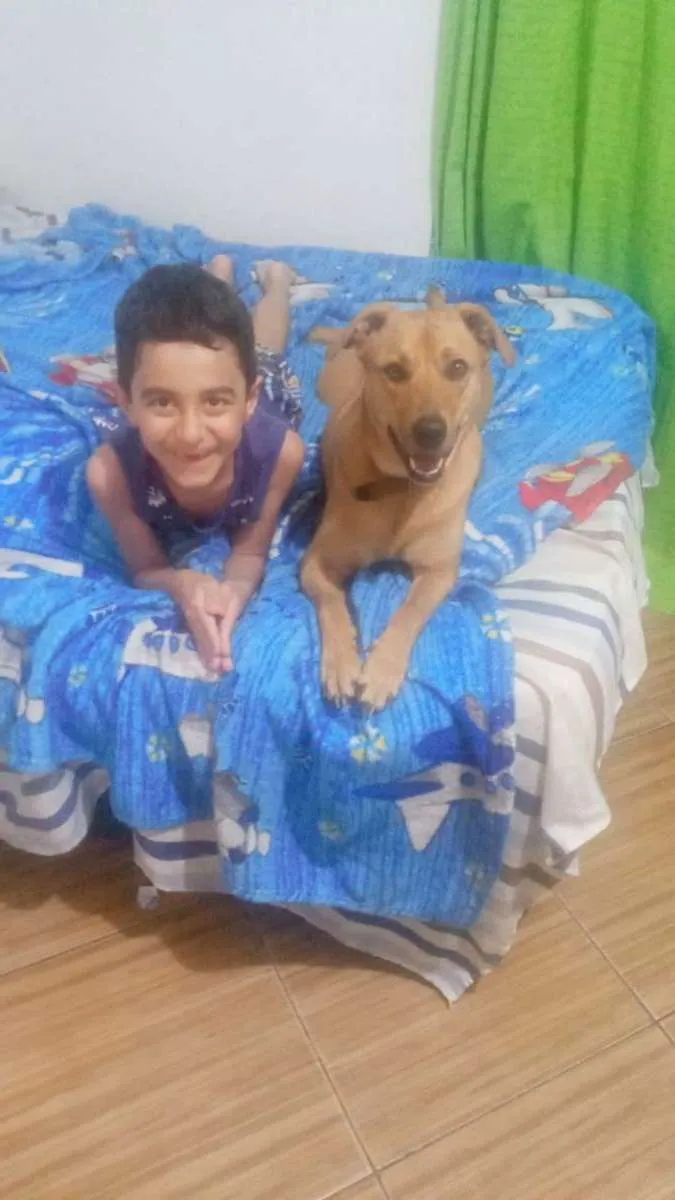 Cachorro ra a SRD idade 2 anos nome Kyara