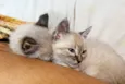Gatinhos filhotes