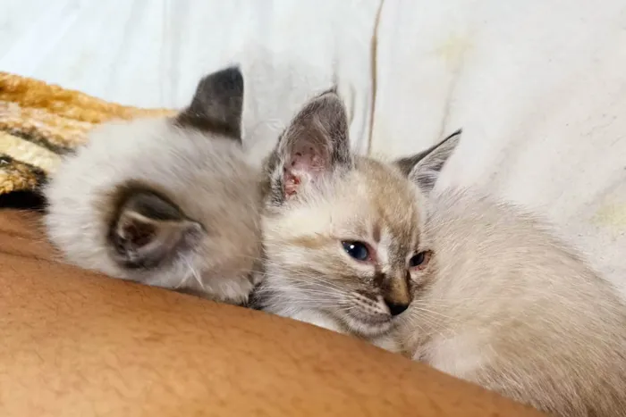 Gato raça Siamês/Srd idade Abaixo de 2 meses nome Gatinhos filhotes