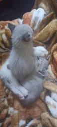 Gatinhos filhotes