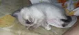 Gatinhos filhotes