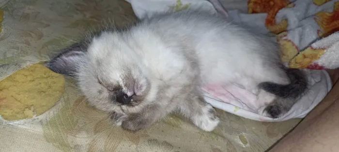 Gato raça Siamês/Srd idade Abaixo de 2 meses nome Gatinhos filhotes