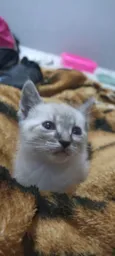 Gatinhos filhotes