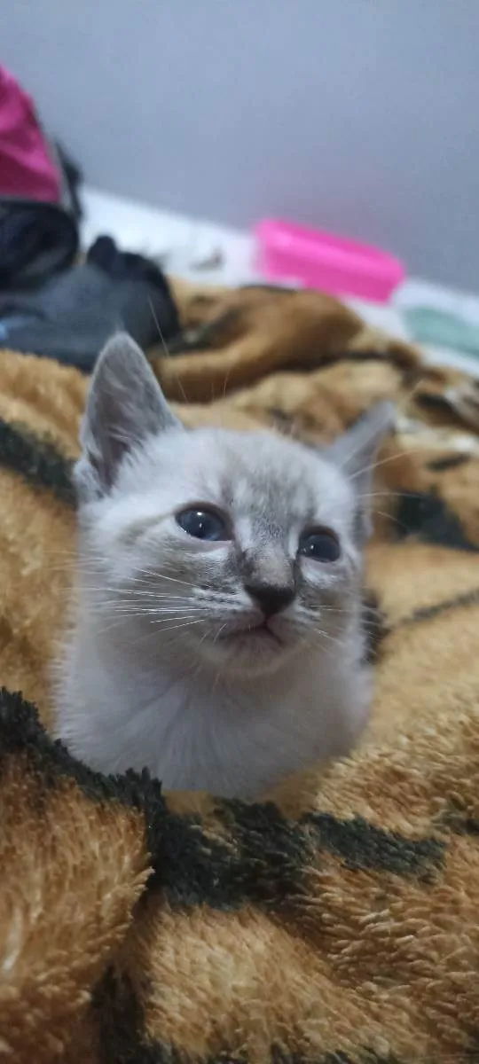 Gato raça Siamês/Srd idade Abaixo de 2 meses nome Gatinhos filhotes