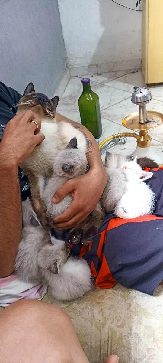 Gato raça Siamês/Srd idade Abaixo de 2 meses nome Gatinhos filhotes