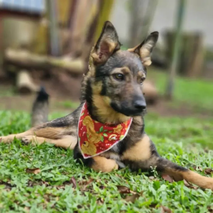 Cachorro ra a SRD idade 1 ano nome PIÑA