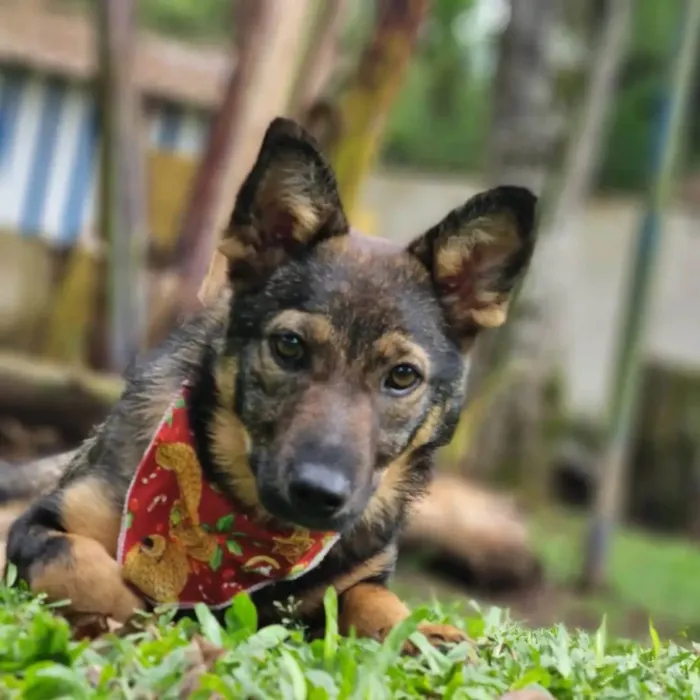 Cachorro ra a SRD idade 1 ano nome PIÑA