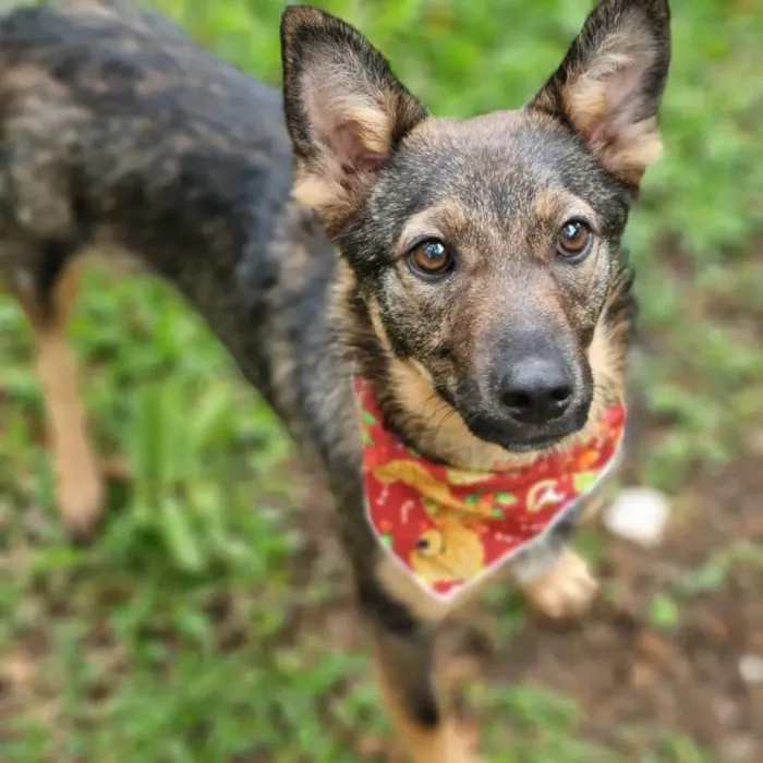Cachorro ra a SRD idade 1 ano nome PIÑA