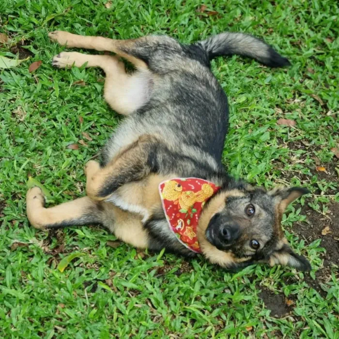 Cachorro ra a SRD idade 1 ano nome PIÑA