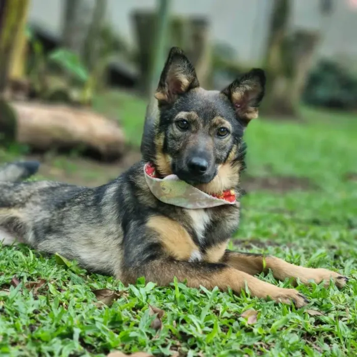 Cachorro ra a SRD idade 1 ano nome PIÑA