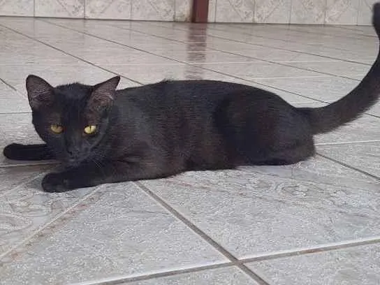 Gato ra a Sem raça  idade 1 ano nome Izumy 