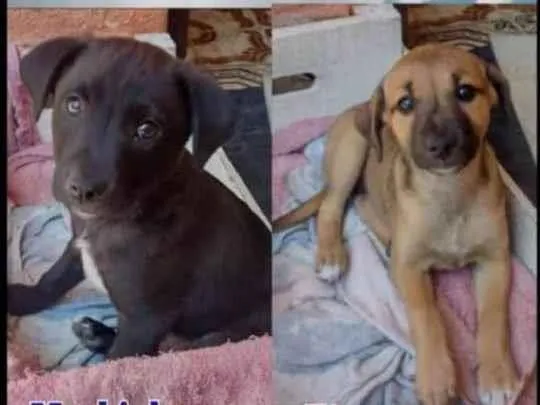 Cachorro ra a Sem raça  idade 2 a 6 meses nome Não tem 