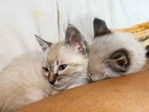 Gato raça Siamês/Srd idade Abaixo de 2 meses nome Gatinhos filhotes