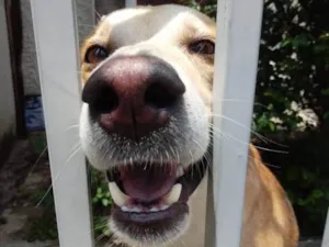 Cachorro raça Srd  idade 1 ano nome Trovão bonzinho 