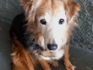Cachorro raça Srd idade 4 anos nome Meg Linda 