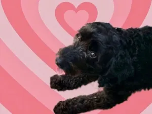 Cachorro raça Poodle  idade 1 ano nome Bob Poodle lindo 