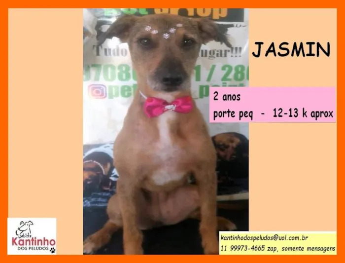 Cachorro raça SRD idade 2 anos nome Jasmin