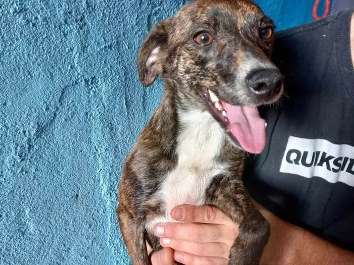 Cachorro raça Pinscher com srd  idade 7 a 11 meses nome Molly porteP Linda 