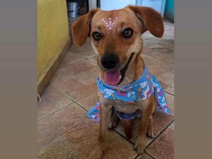 Cachorro ra a Srd idade 2 anos nome Carmela 