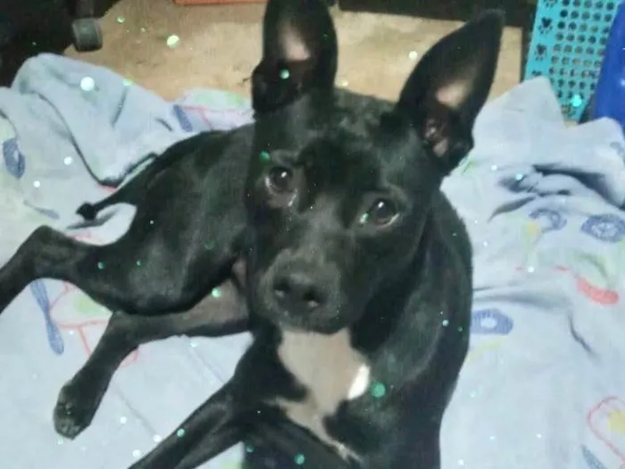 Cachorro raça Srd idade 7 a 11 meses nome Alina bb10meses 