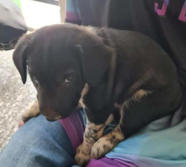Cachorro ra a SRD idade 2 a 6 meses nome Max
