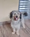 Cachorro raça Srd idade 7 a 11 meses nome Luna bb8meses 