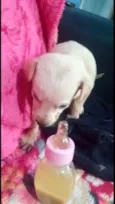 Cachorro raça Srd idade 2 a 6 meses nome Cora bb Linda 