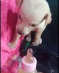 Cachorro raça Srd idade 2 a 6 meses nome Cora bb Linda 