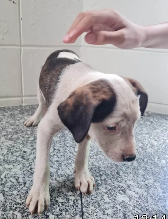 Cachorro ra a SRD idade 2 a 6 meses nome Petra