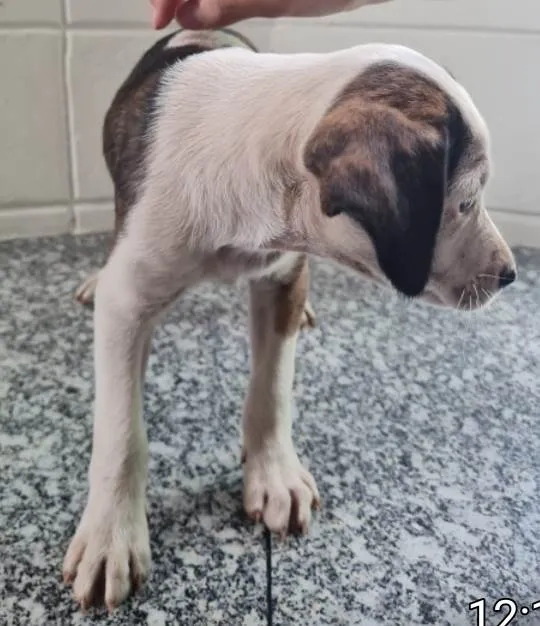 Cachorro ra a SRD idade 2 a 6 meses nome Petra
