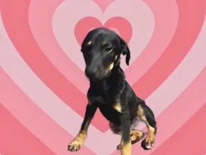 Cachorro raça Srd idade 2 a 6 meses nome Tippy bb3meses 