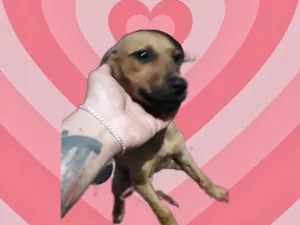Cachorro raça Srd idade 2 a 6 meses nome Poppy bb3meses 