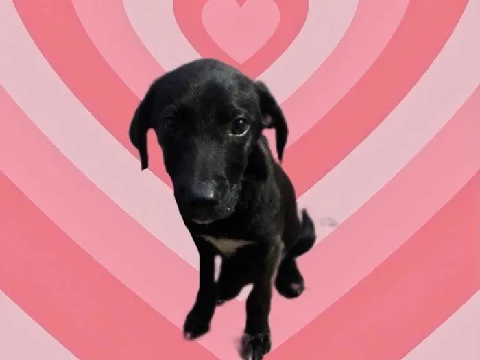 Cachorro raça Srd idade 2 a 6 meses nome Indy bb3meses lindo 