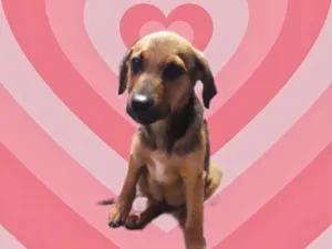 Cachorro raça Srd idade 2 a 6 meses nome Oliver bb3meses 